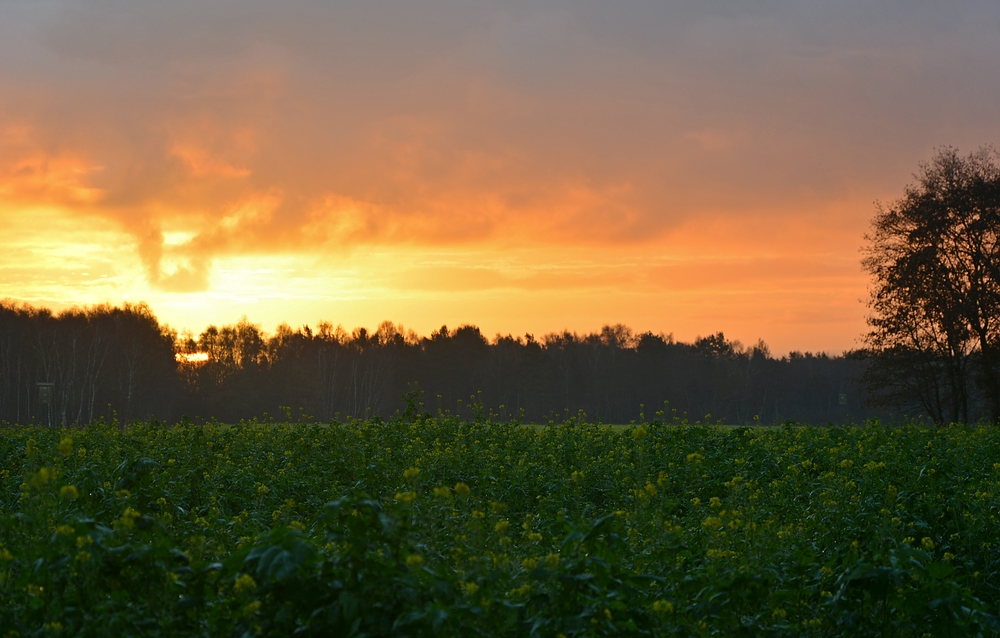 Goldener Morgen im Münsterland