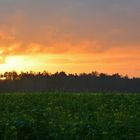 Goldener Morgen im Münsterland