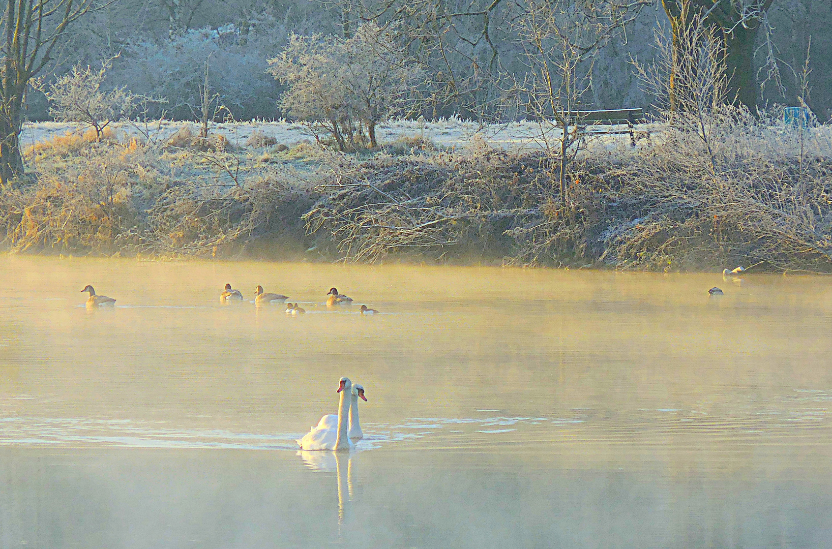 Goldener Morgennebel