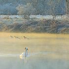 Goldener Morgennebel