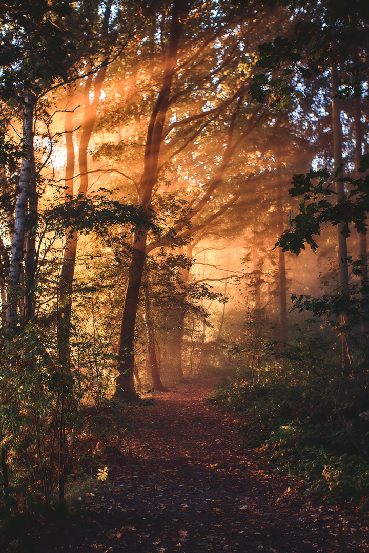 Goldener Morgennebel im Wald