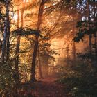 Goldener Morgennebel im Wald