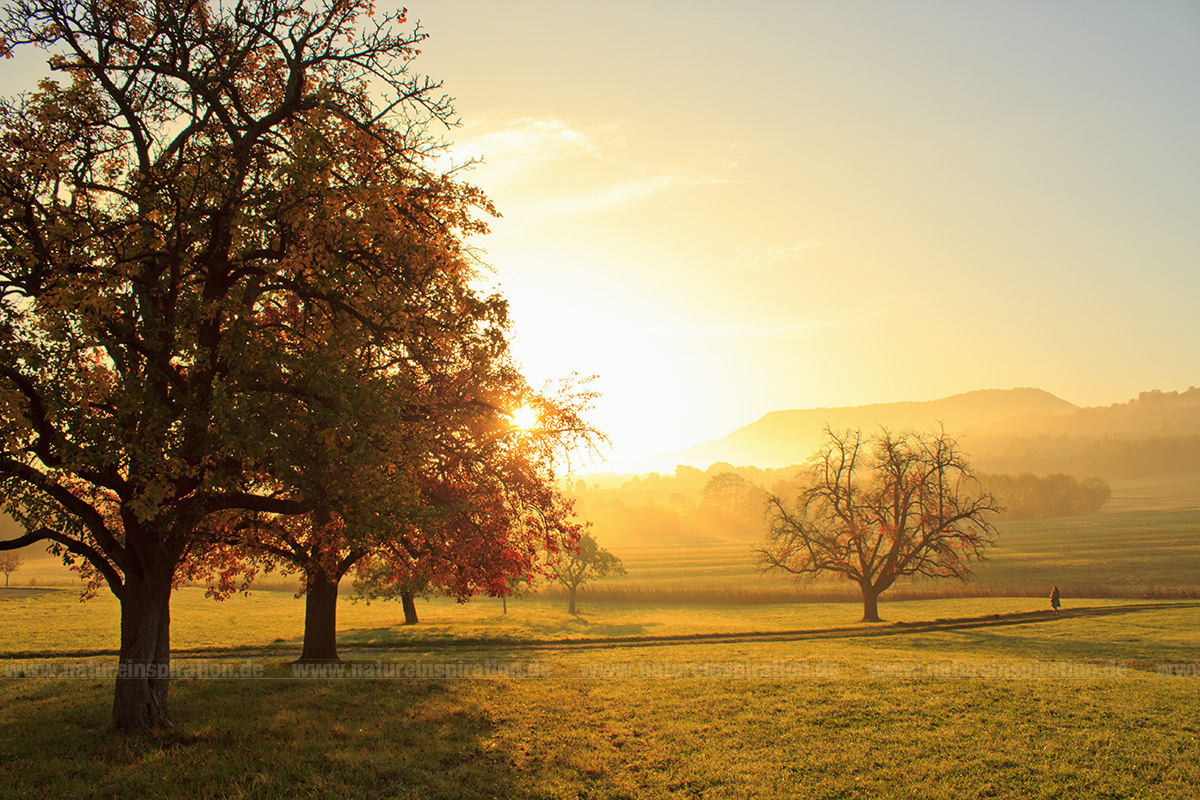 Goldener Morgenspaziergang