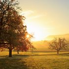 Goldener Morgenspaziergang