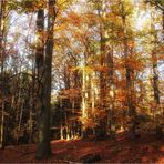 Goldener November (11)