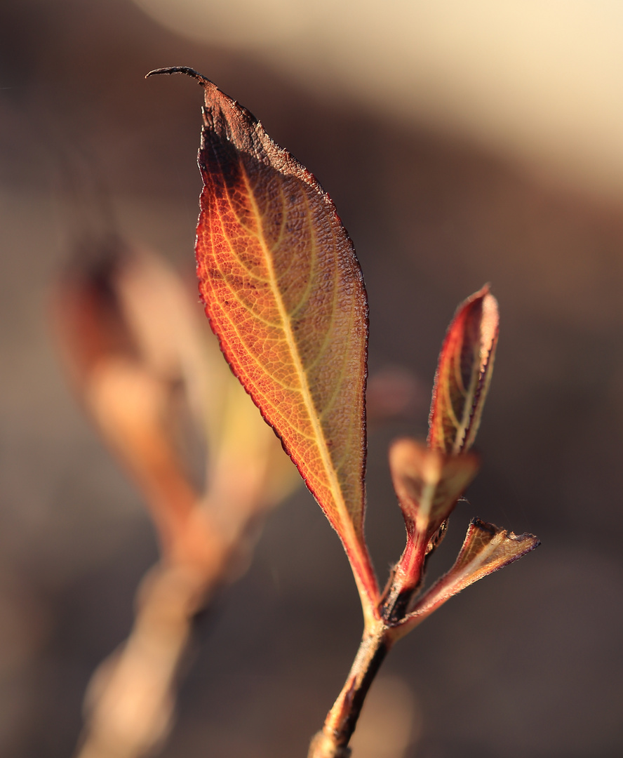 Goldener November 