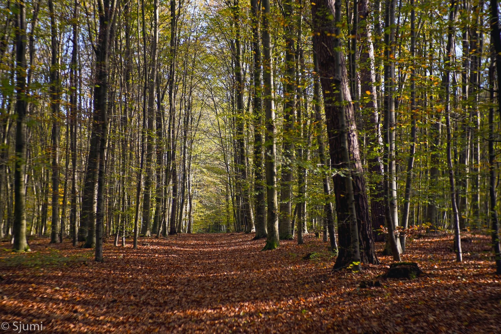 Goldener November