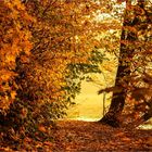 Goldener November (3)