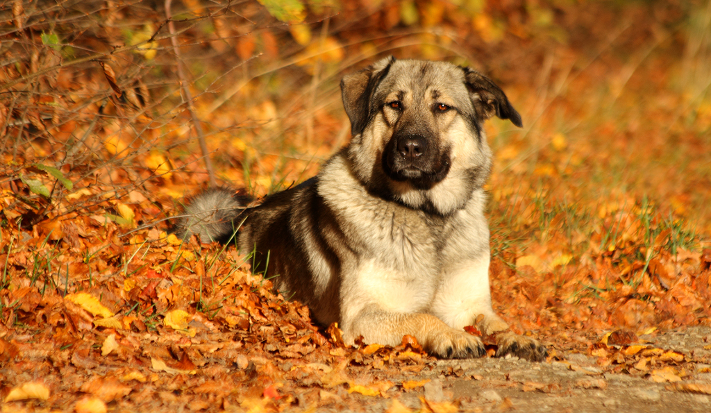 goldener November?