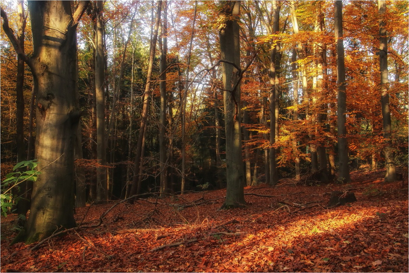 Goldener November (6)