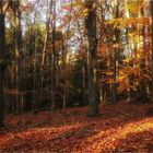 Goldener November (6)