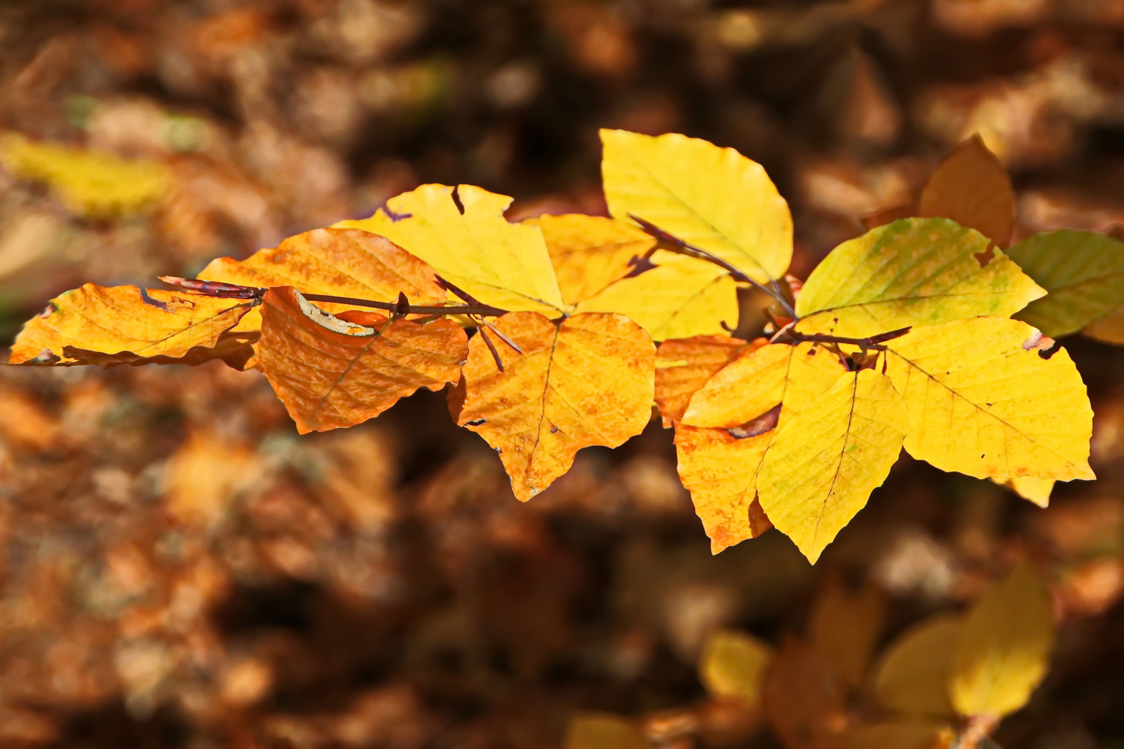 goldener November