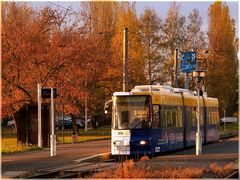 Goldener November