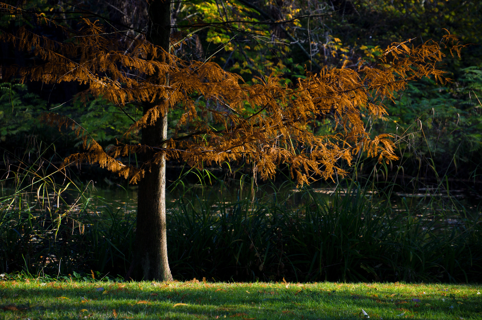 Goldener November