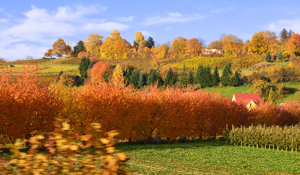 Goldener November