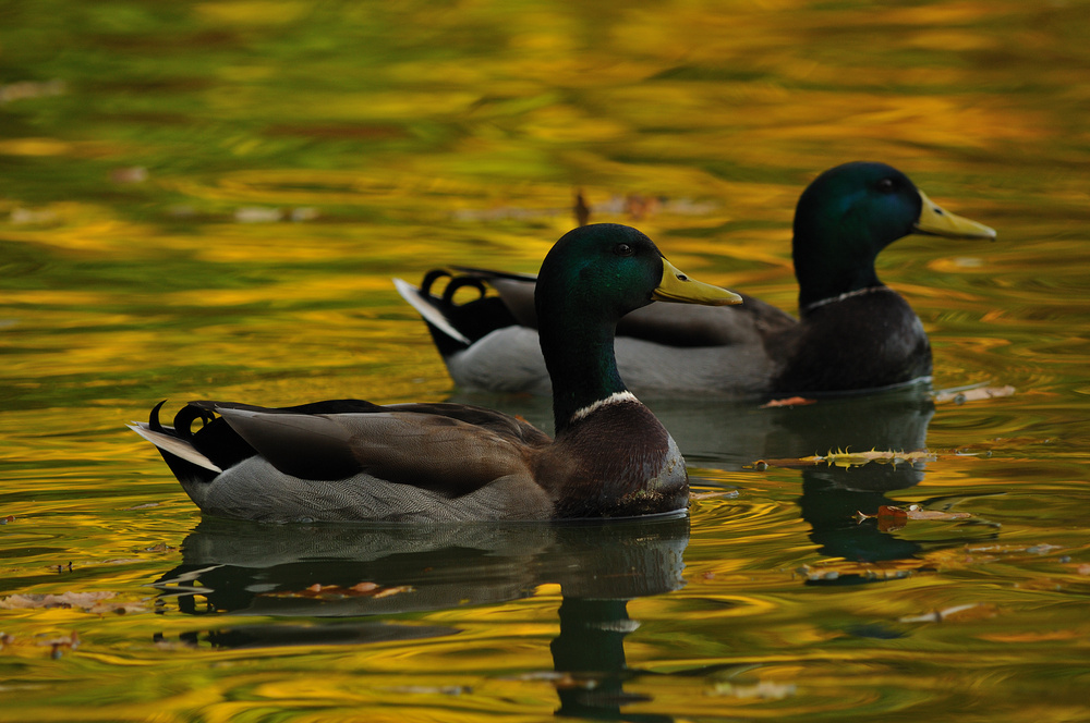 Goldener November