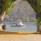 Goldener November am Rhein