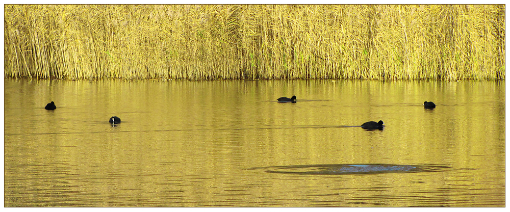 Goldener November am See