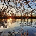 Goldener November am Teich 3.0