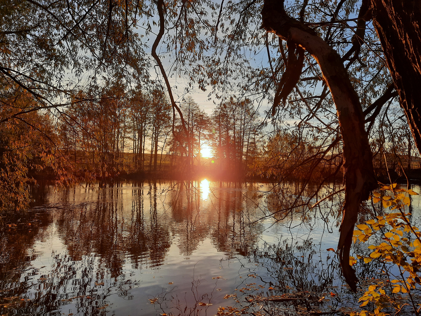 Goldener November am Teich