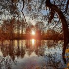 Goldener November am Teich