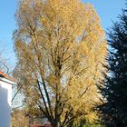 Goldener November