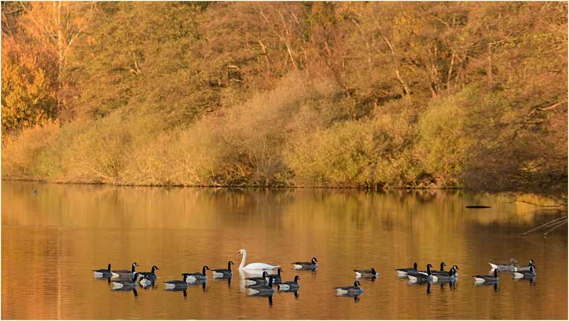 Goldener November