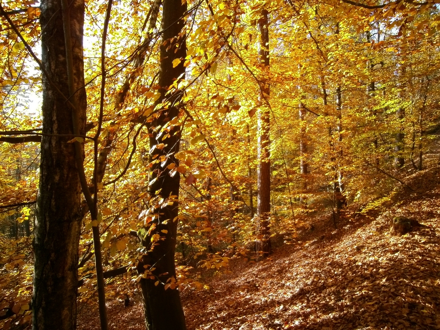 Goldener November