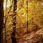 Goldener November