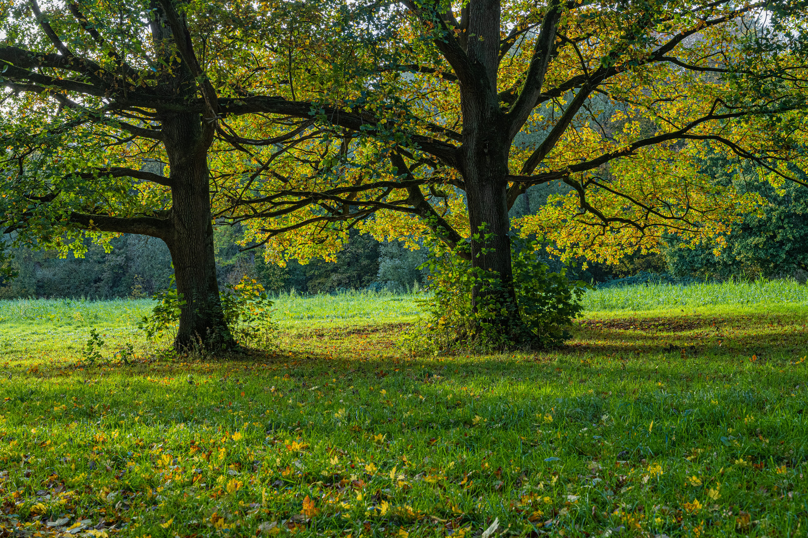 Goldener November.