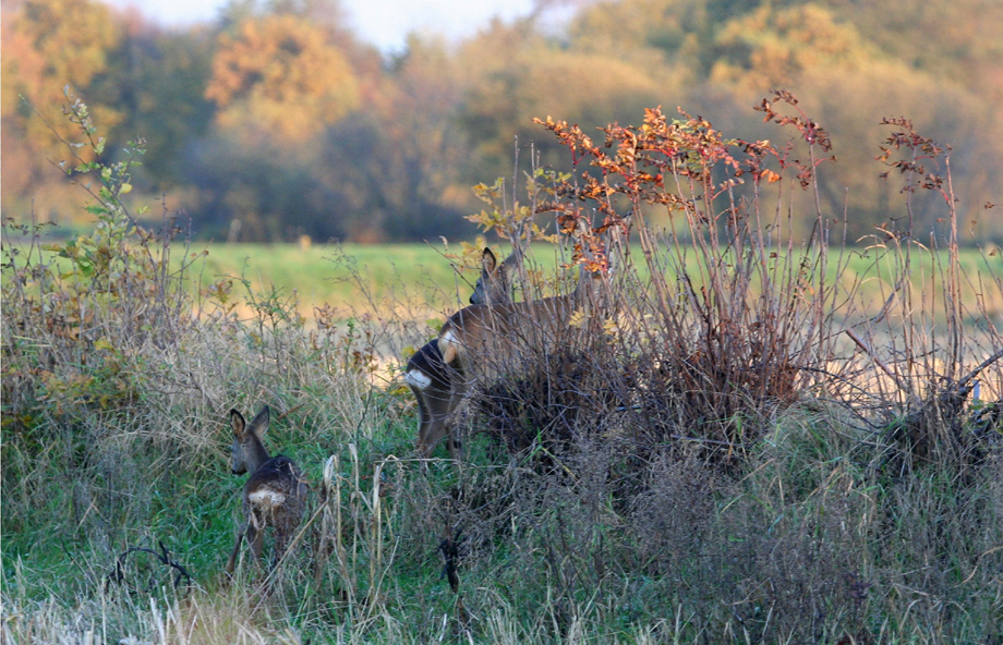 Goldener November