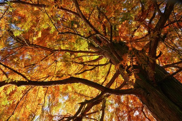 goldener November ....