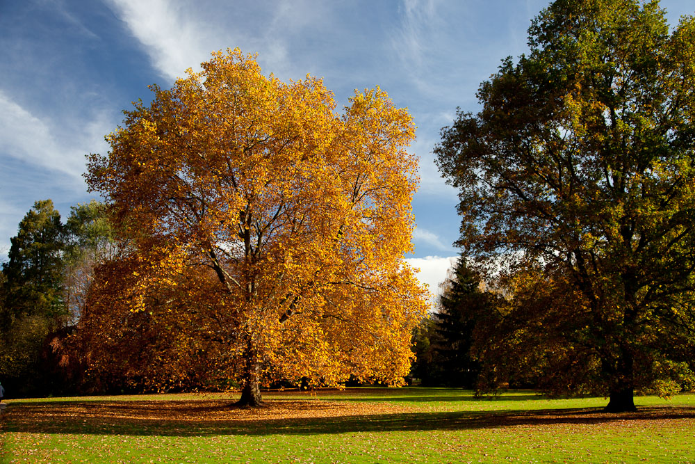 Goldener November II