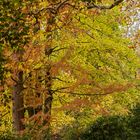 GOLDENER NOVEMBER im Kurpark Bad Homburg