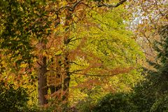 GOLDENER NOVEMBER im Kurpark Bad Homburg