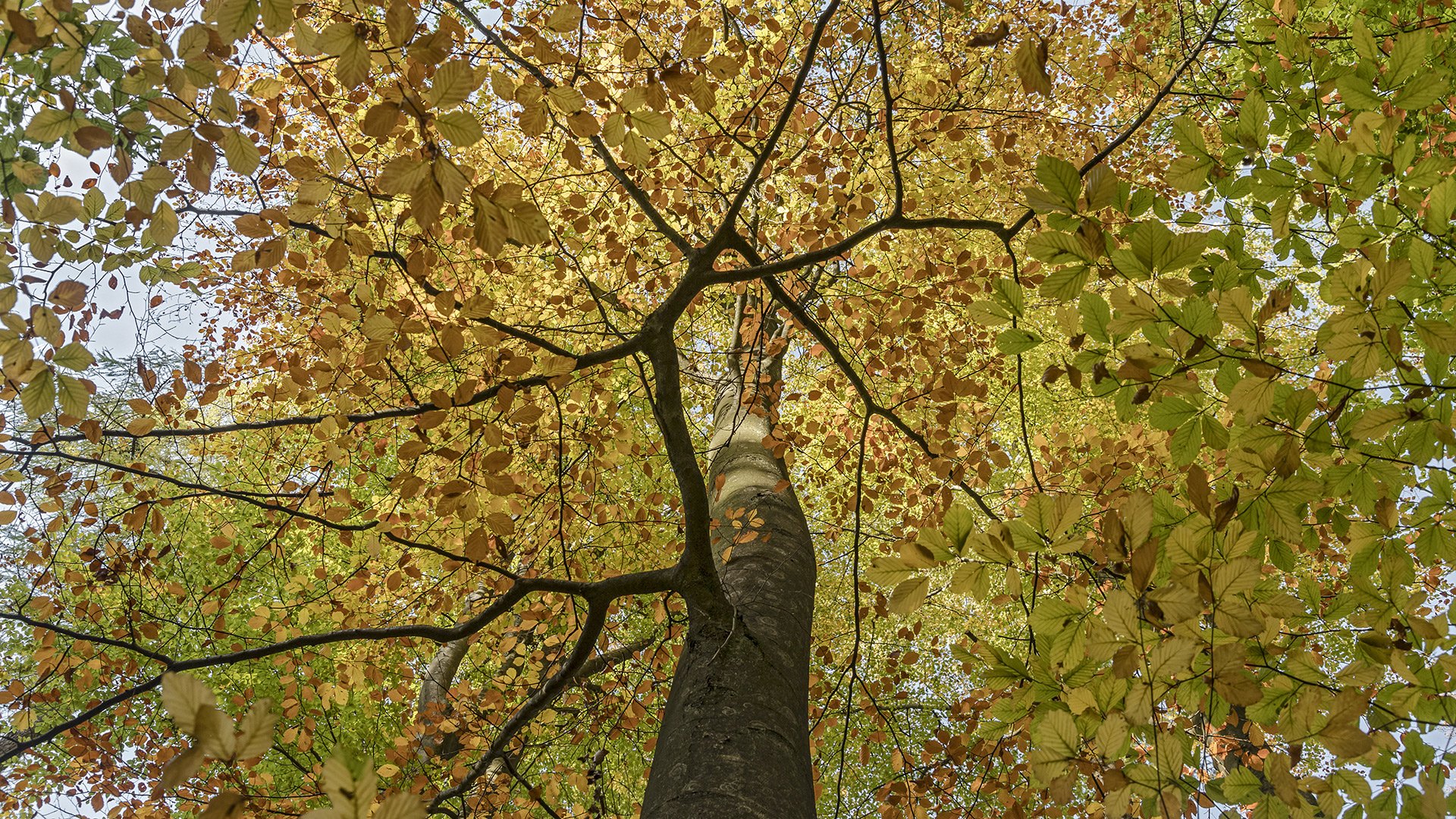 GOLDENER NOVEMBER im Kurpark Bad Homburg