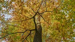 GOLDENER NOVEMBER im Kurpark Bad Homburg