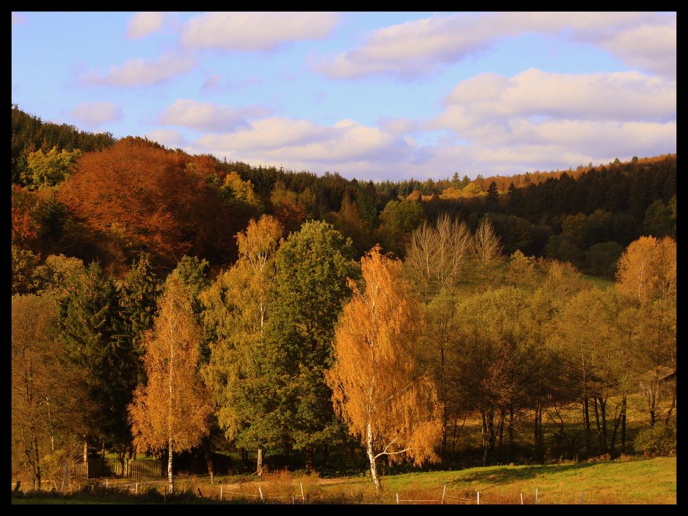 -Goldener Novembertag im Solling-