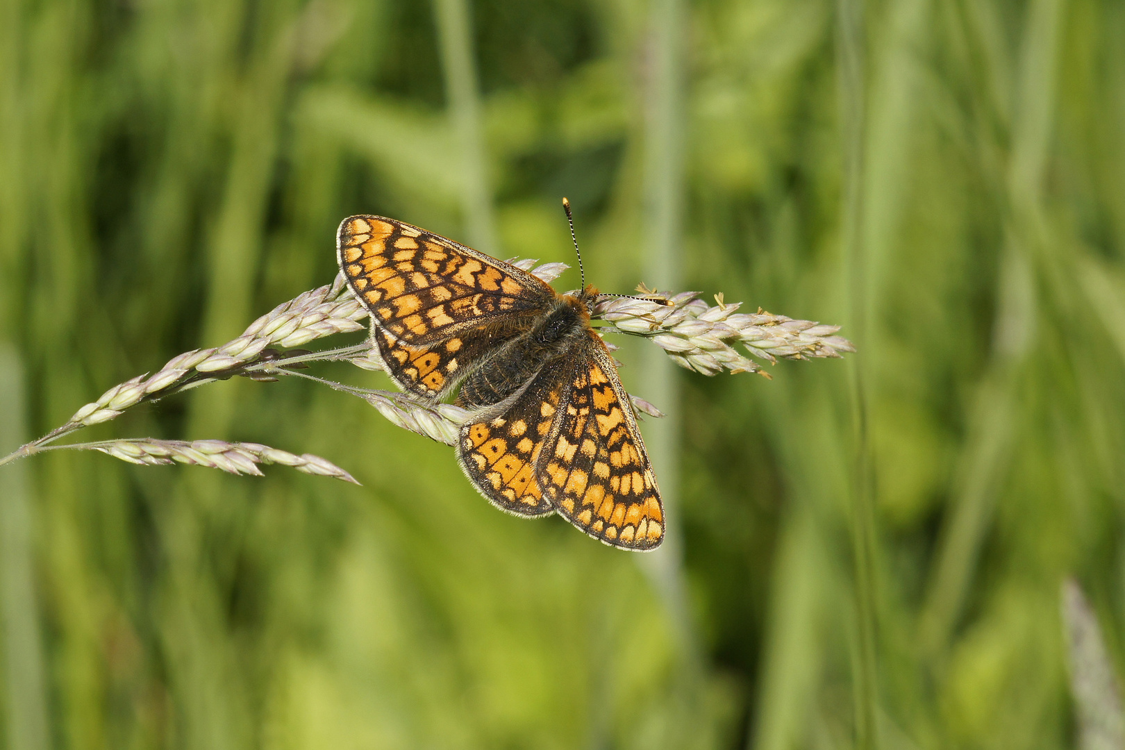 Goldener-oder Abbiss-Scheckenfalter (Euphydryas aurinia), Weibchen