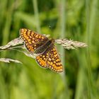 Goldener-oder Abbiss-Scheckenfalter (Euphydryas aurinia), Weibchen