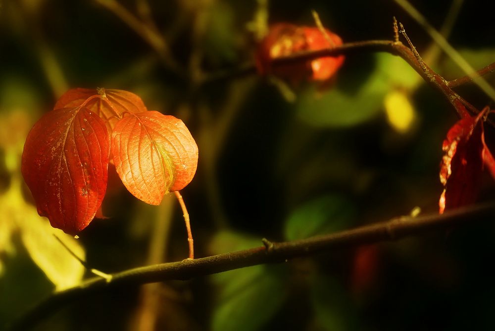 goldener Okotober