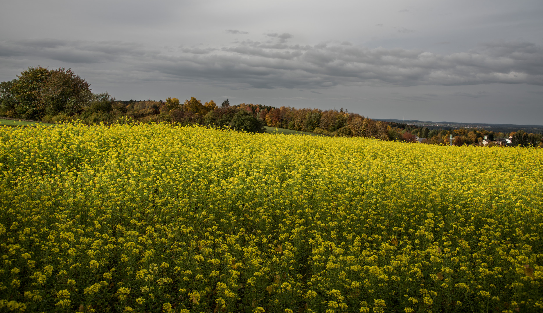 goldener Okt