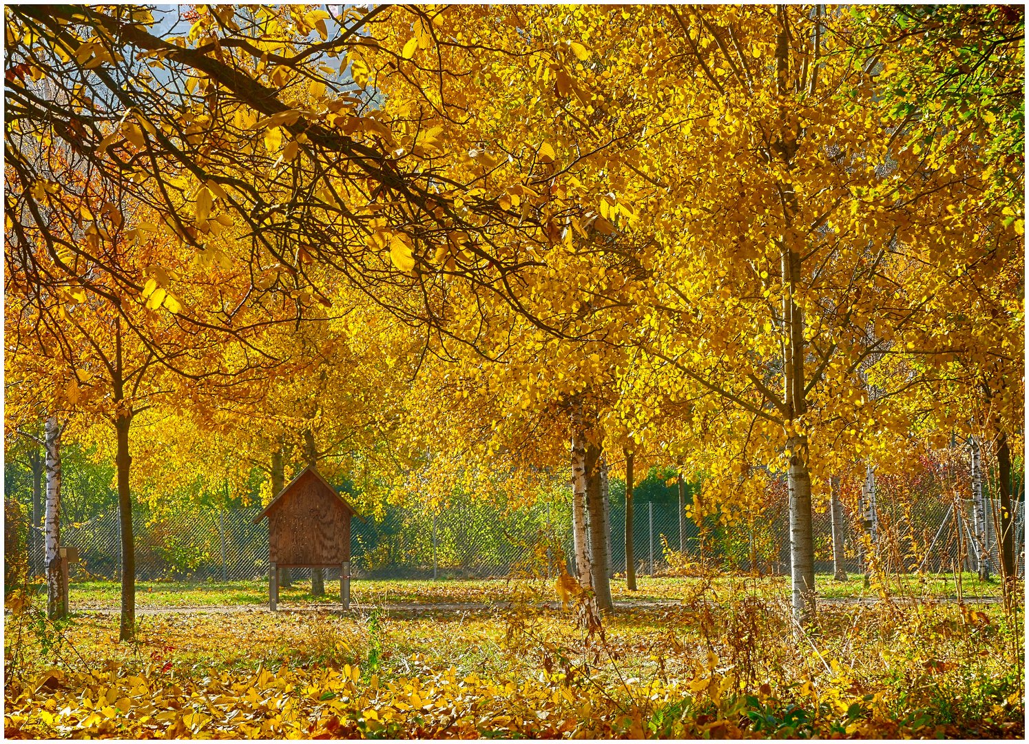 Goldener Okt..., ach nee wir haben ja schon November