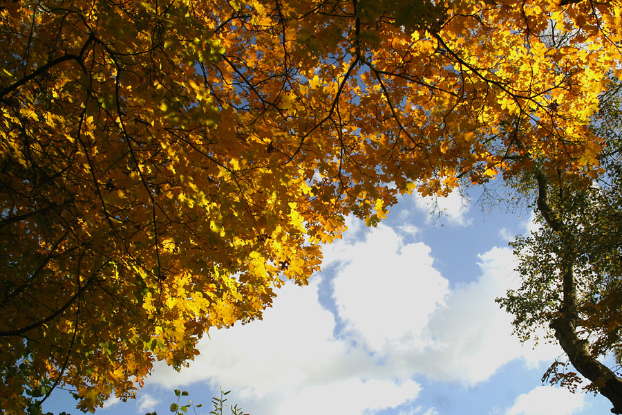 " Goldener Oktober "