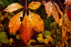 Goldener Oktober