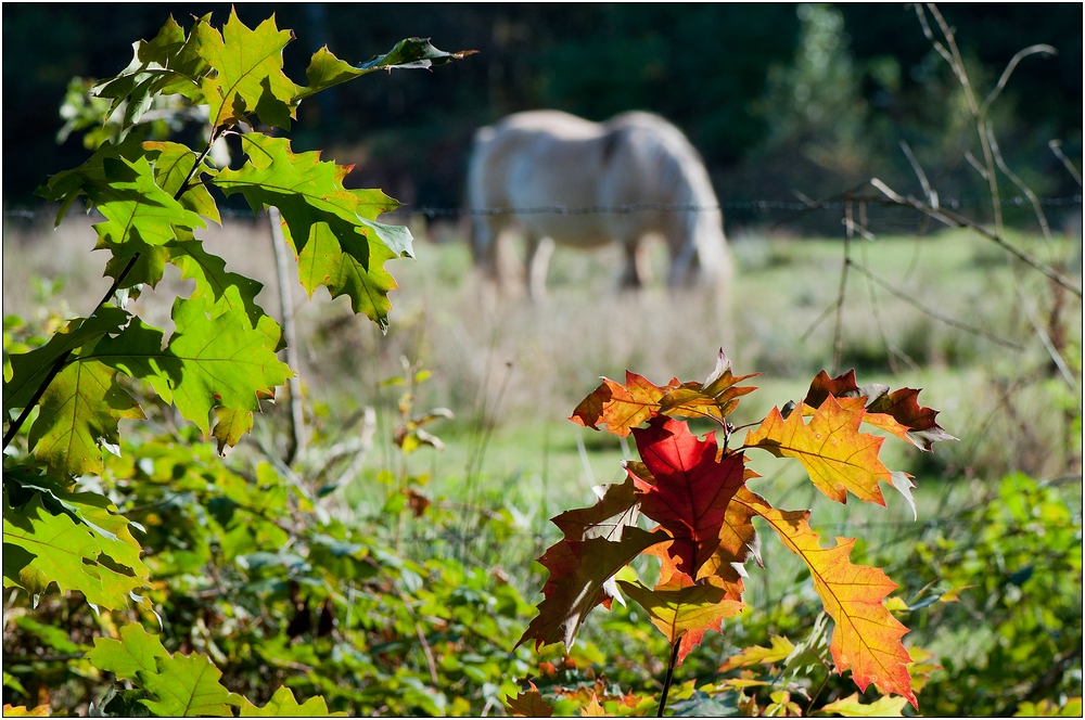 Goldener Oktober