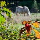 Goldener Oktober