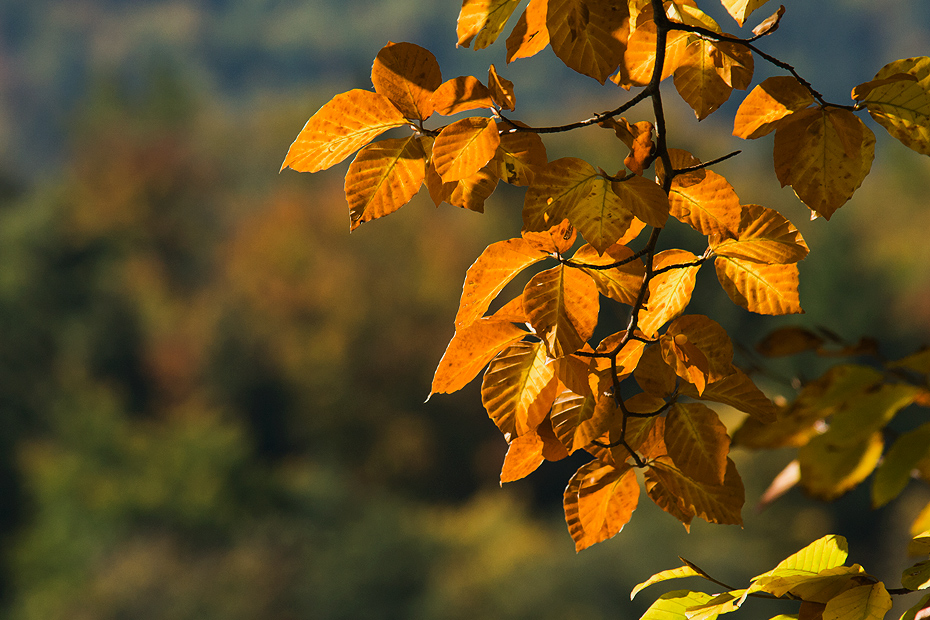 goldener Oktober