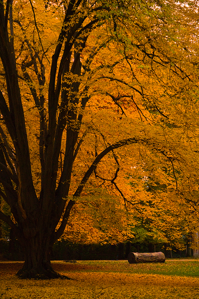 Goldener Oktober