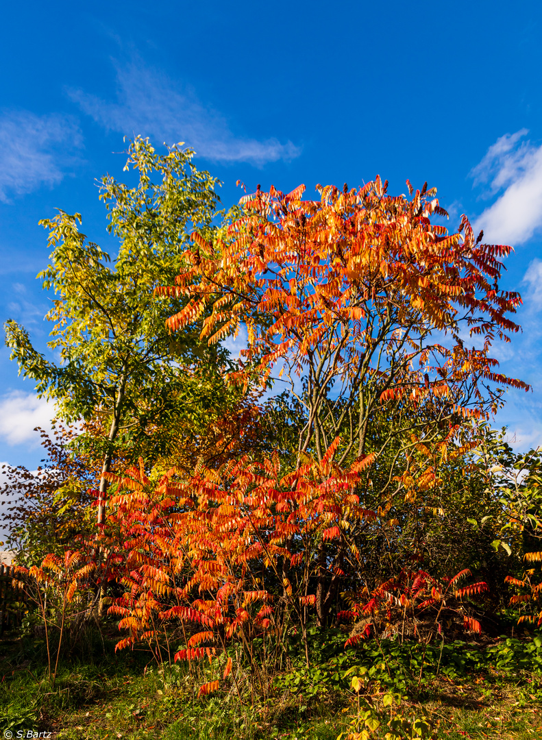 Goldener Oktober (1)